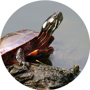 painted turtle