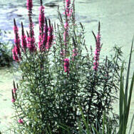 Purple Loosestrife