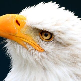 reproduction-of-bald-eagles-hinges-on-nest-protection