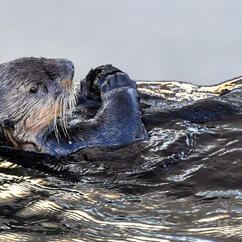 riverotter
