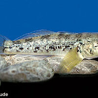 Round Goby