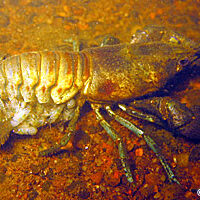 Rusty Crayfish