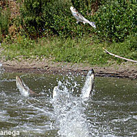 Silver Carp