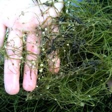 Starry Stonewort