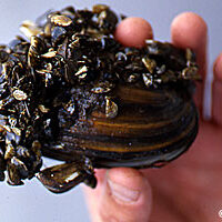 Zebra Mussel
