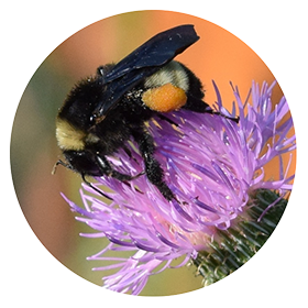 American-Bumblebee_RND