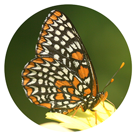 BaltimoreCheckerspot_RND