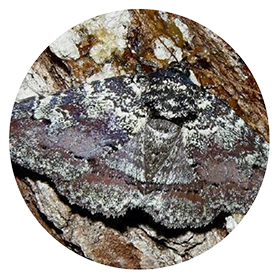 Okefenokee-Zale-Moth_RND