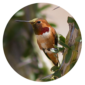 allens_hummingbird_RND