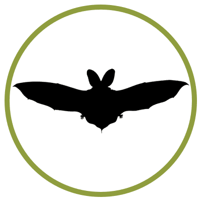 bat