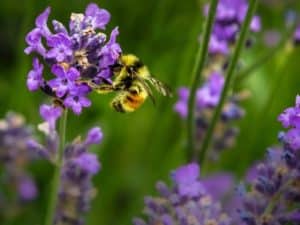 bee-habitat