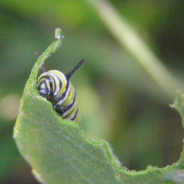 caterpillareating