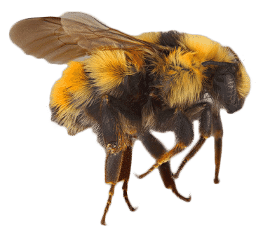 central-bumblebee-2