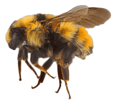 central-bumblebee
