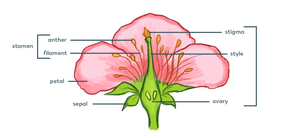 flowerparts