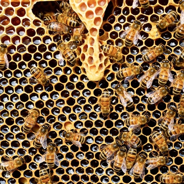 honey