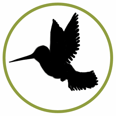hummingbird