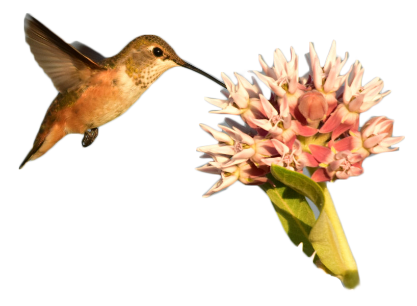 hummingbird-flower