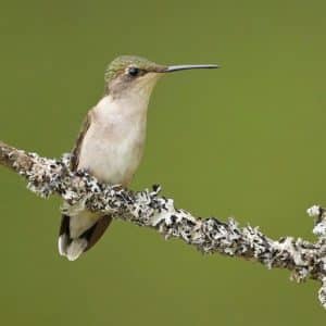 hummingbirdperch