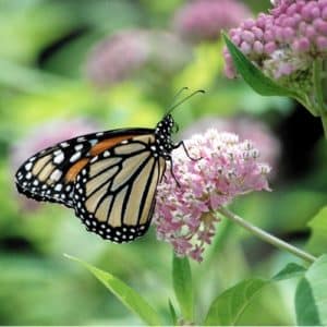 monarch