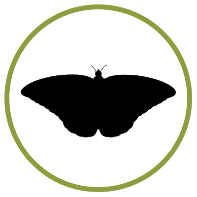 moth