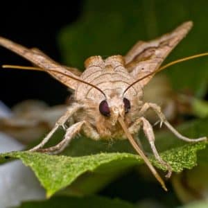 moth1