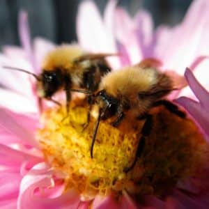 socialbees1