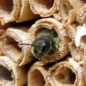 solitary bee