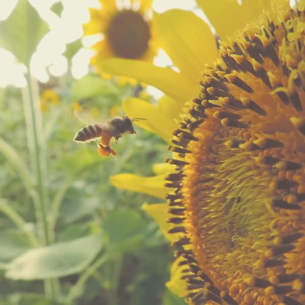 solitarybee-energy