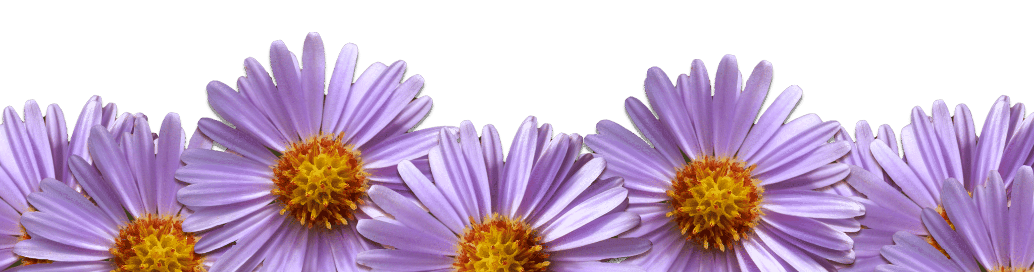 aster