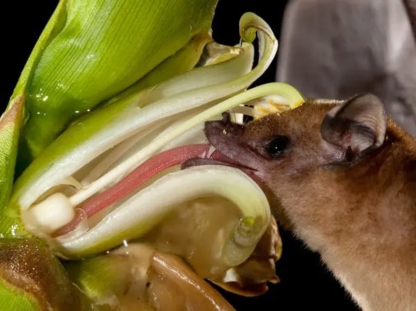 bat-tongue