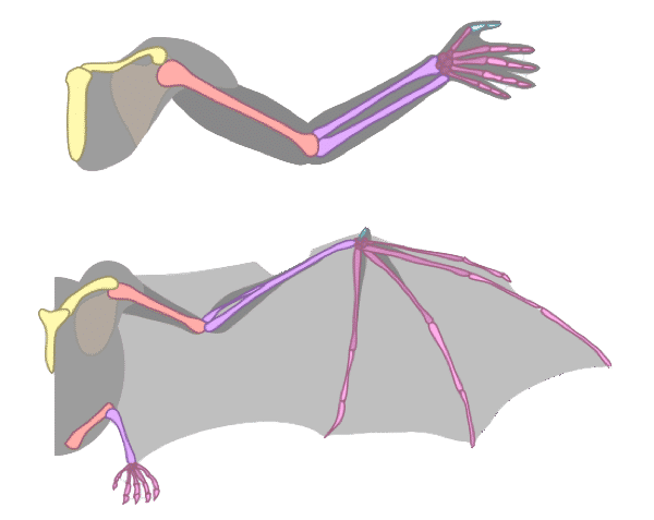bat wings