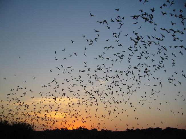 bats-frio