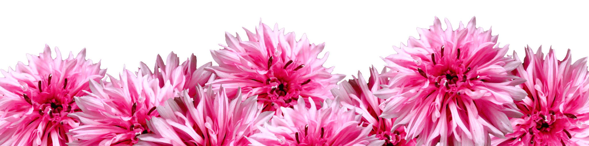 bee-balm