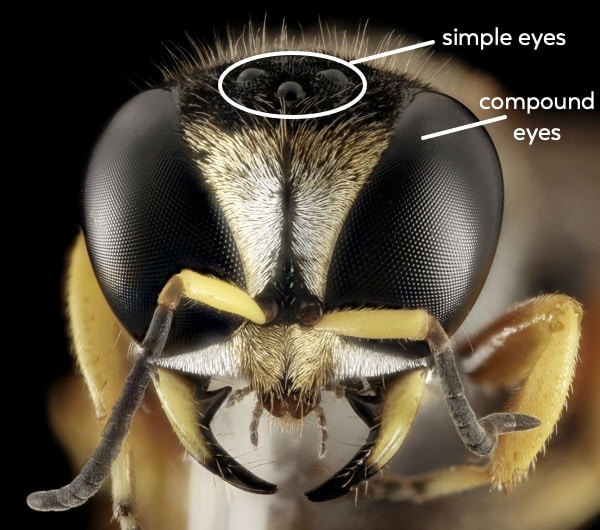 bee eyes