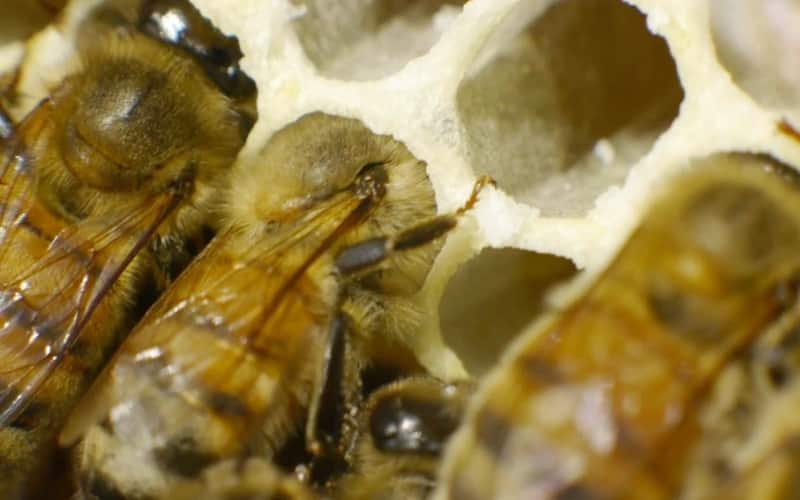 bee-hibernate