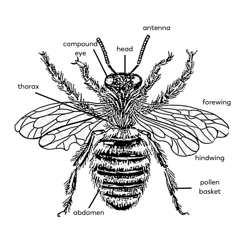 bee-parts