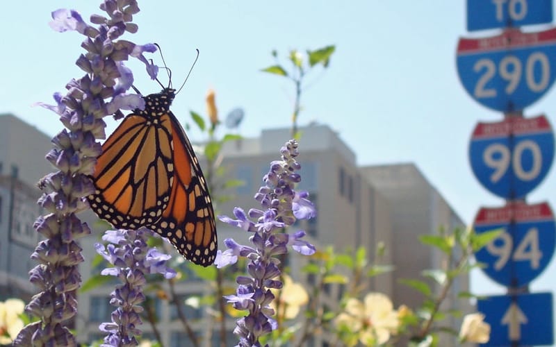 butterfly-urban