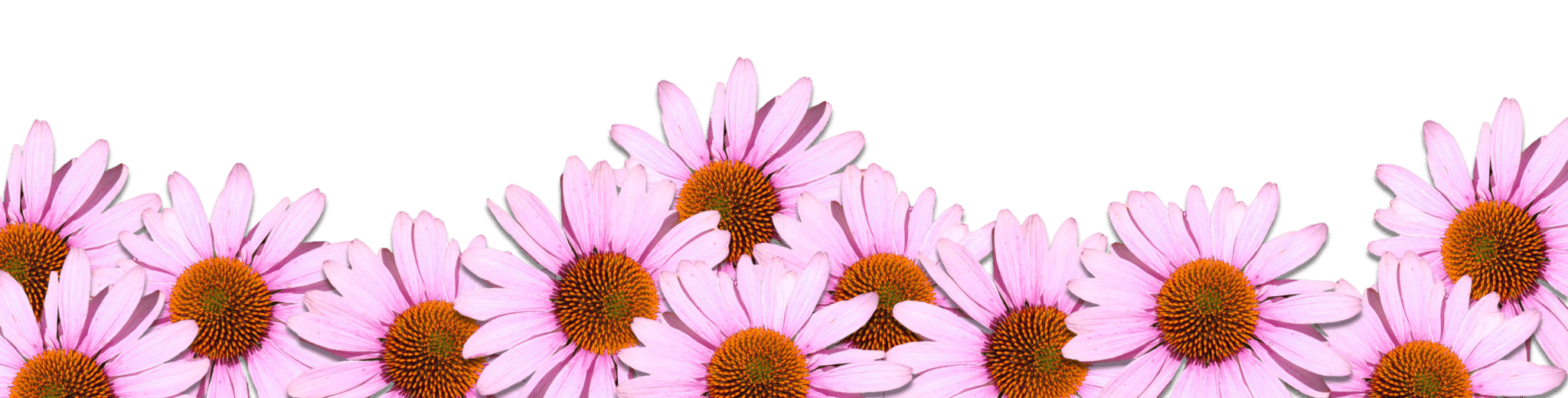 coneflowers