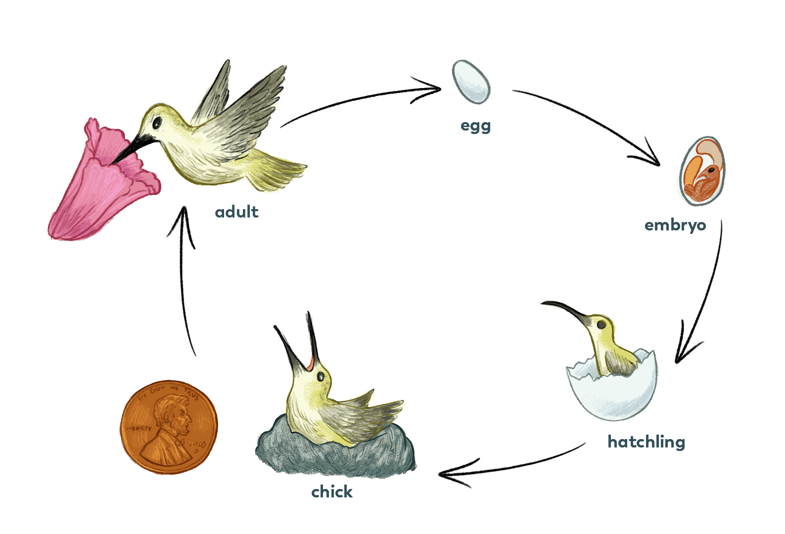 hummingbirdcycle