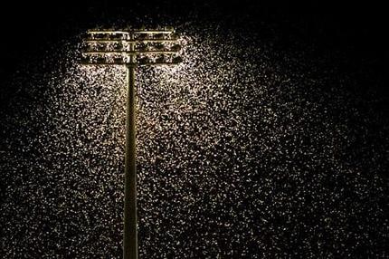 mothslight