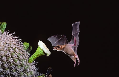 bat