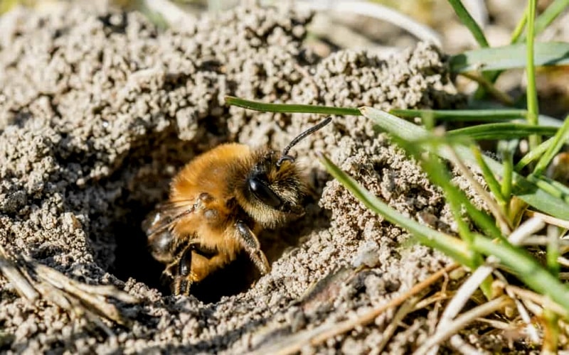 groundbee