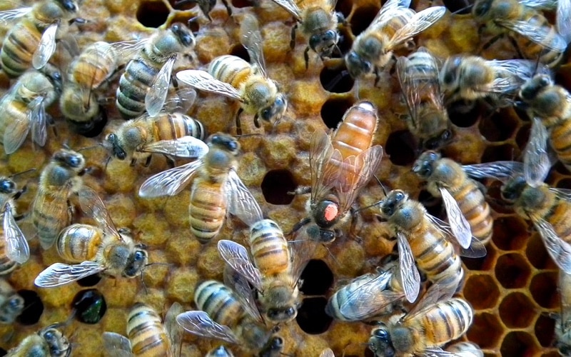queenbee