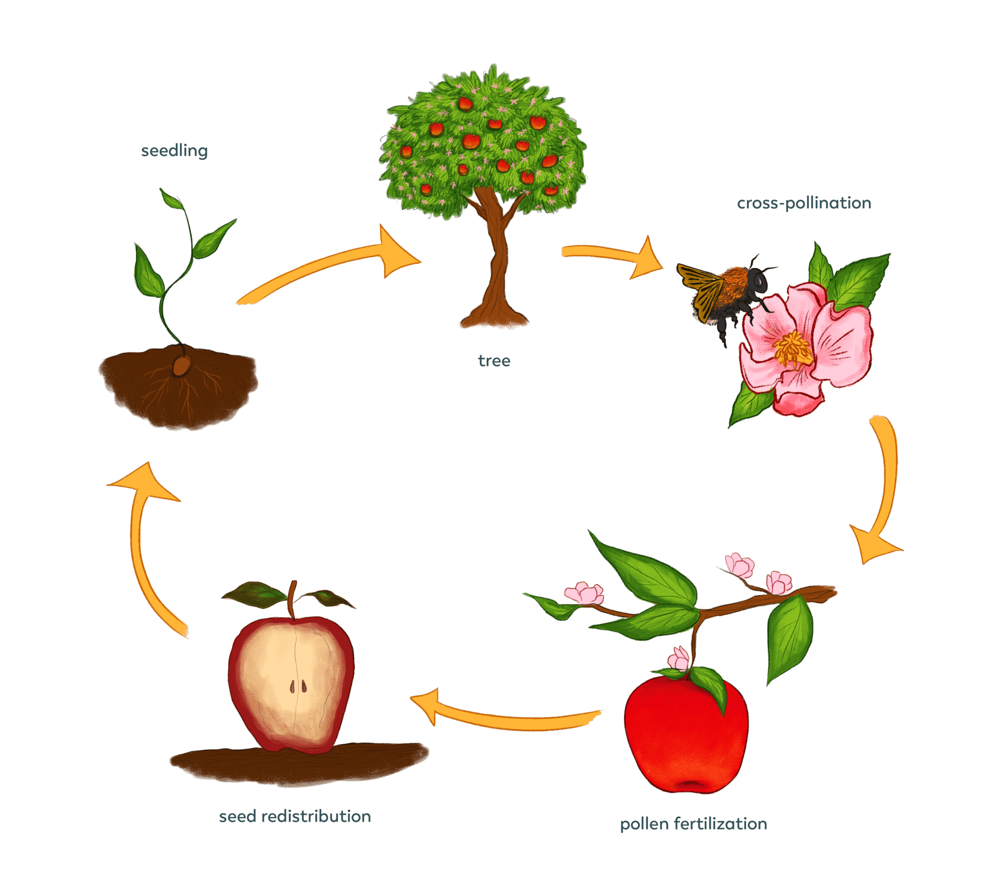 lifecycle-1