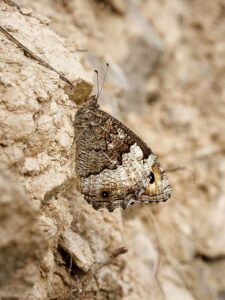 Moth in tree
