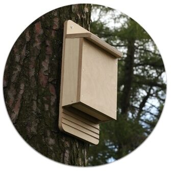 Bat-Box_rnd