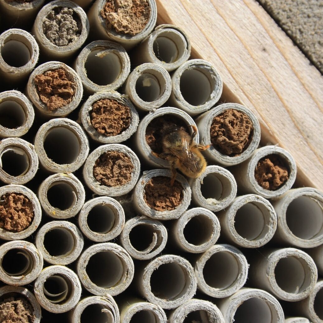 Mason-Bees_may2012-004_LR