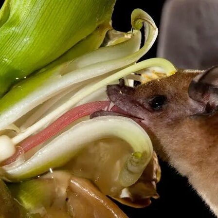 bat-tongue