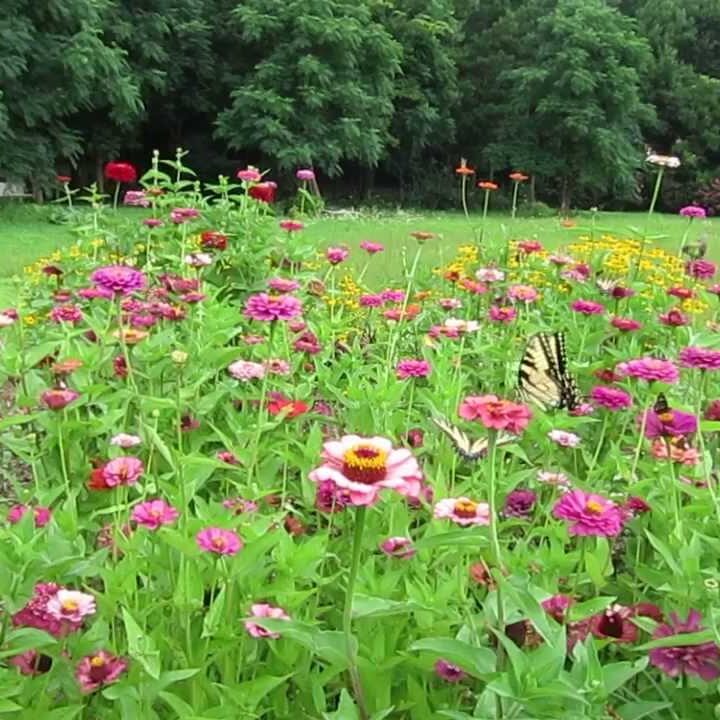 meadow
